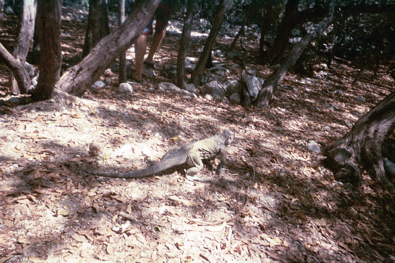 Iguana