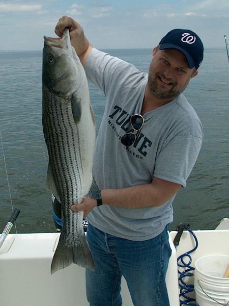 35-inch Atlantic Rockfish