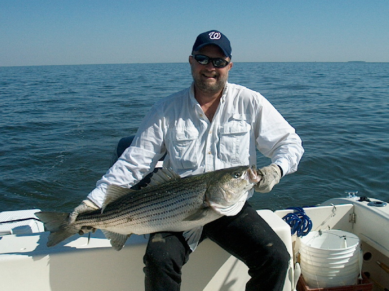 40 inch Atlantic Rockfish