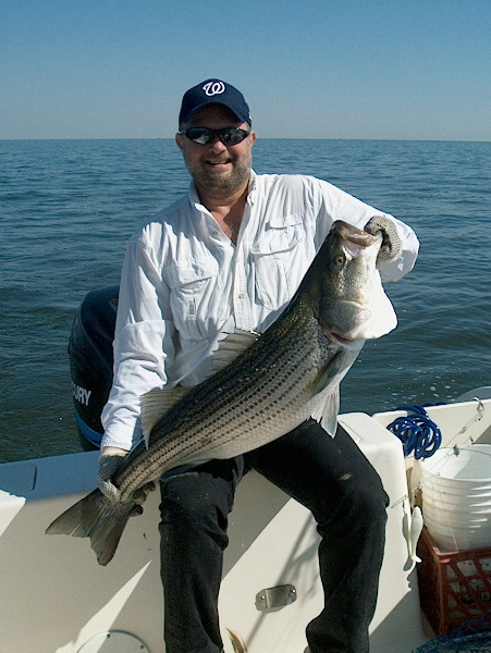 40 inch Atlantic Rockfish