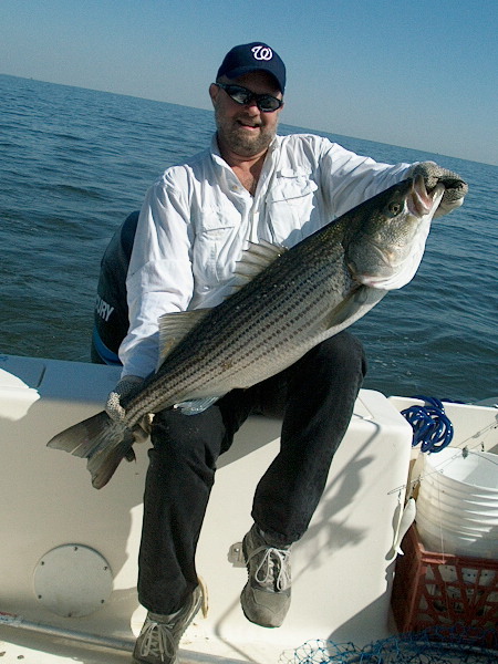 40 inch Atlantic Rockfish