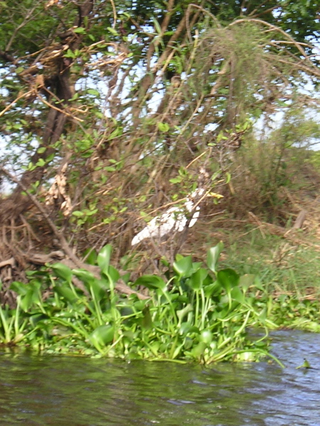 Ferry to Monterrico, Guatemala, January 8, 2006