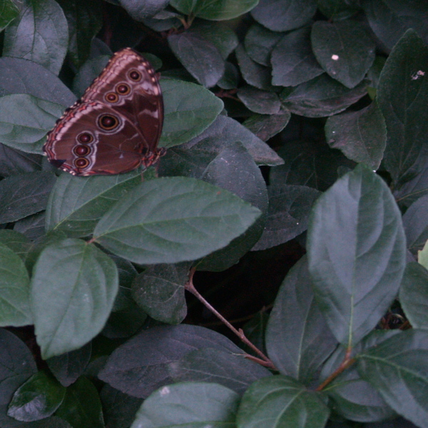 Botanical Gardens, Montreal, April 22, 2006