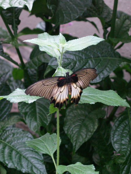 Botanical Gardens, Montreal, April 22, 2006