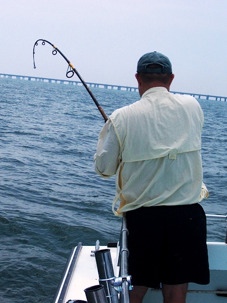 Cobia On