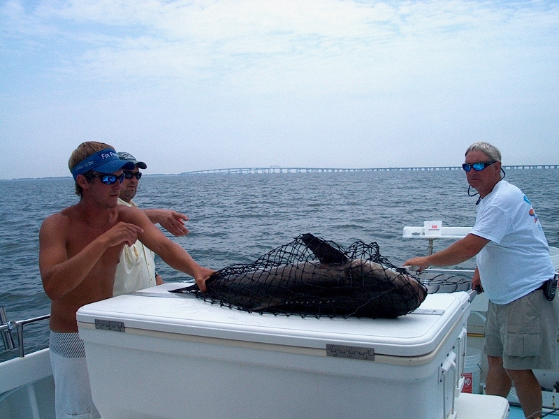 Cobia On Board