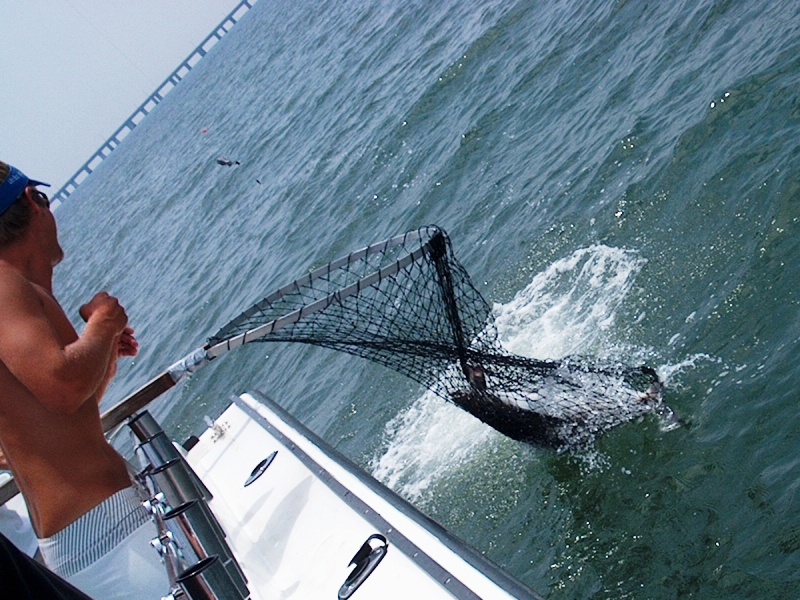 Boating a Cobia