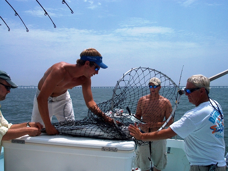 Boating a Cobia