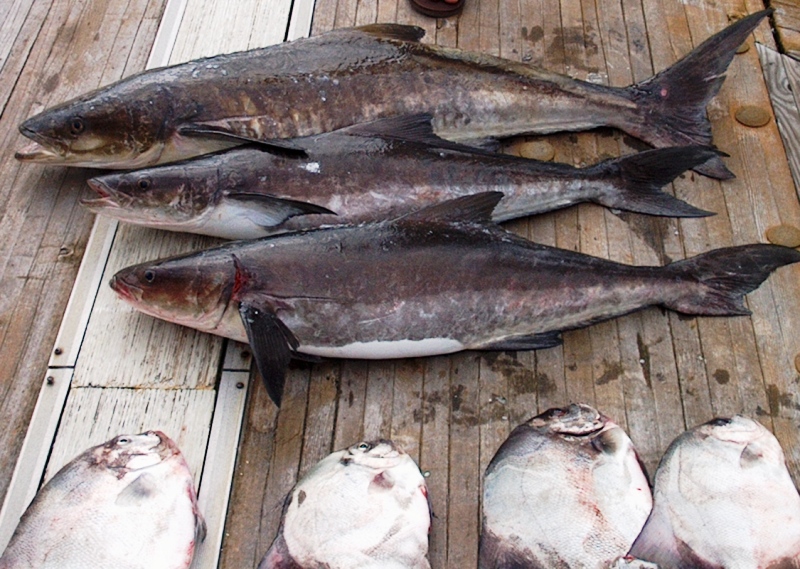 Cobia & Spadefish