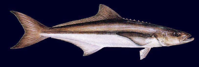 Cobia