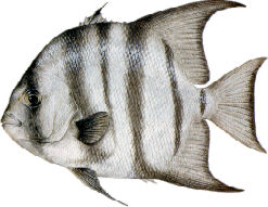 Spadefish