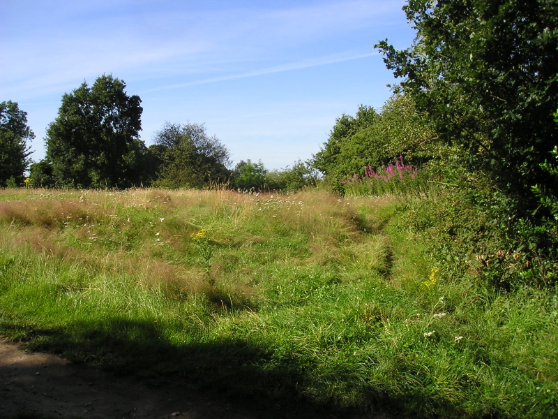 Hampstead Heath, July 31, 2007