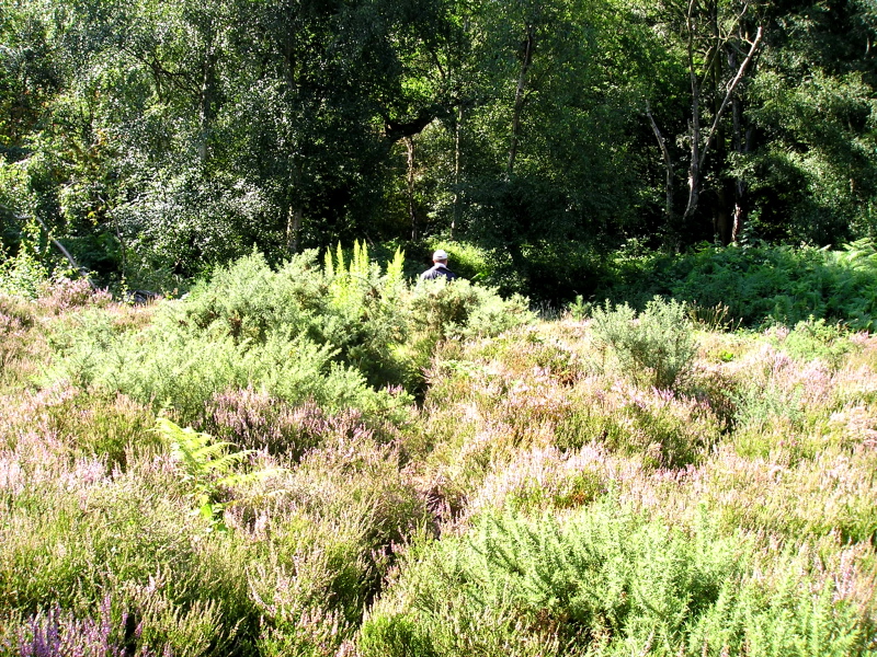 Hill Garden, Hampstead Heath, July 31, 2007