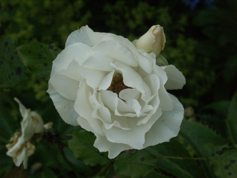 Hill Garden, Hampstead Heath, July 31, 2007