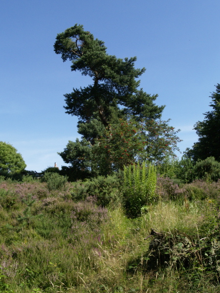 Hill Garden, Hampstead Heath, July 31, 2007