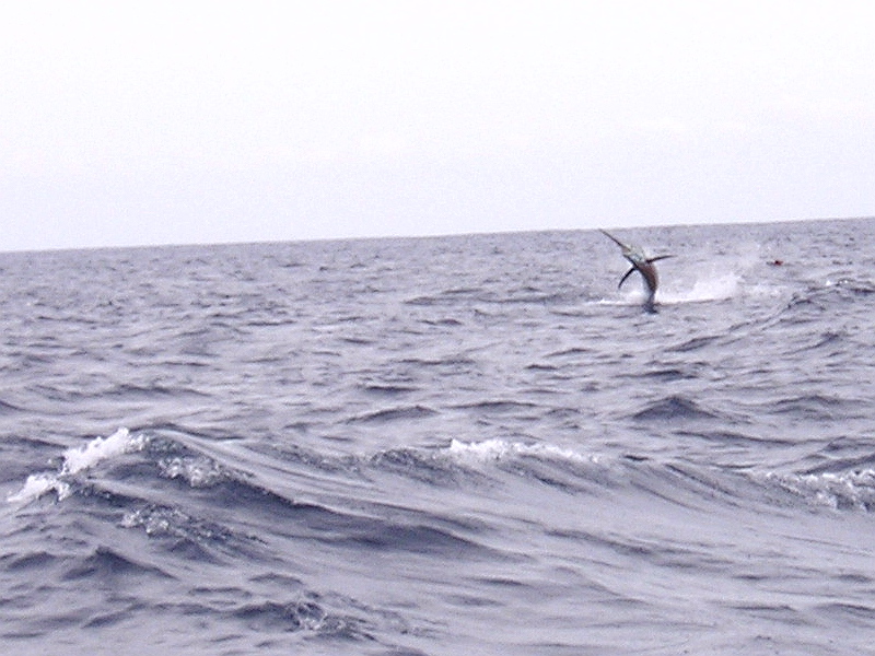 Marlin azul, Sea of Cortez, August 29, 2007