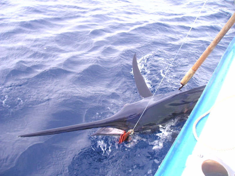 Marlin azul, Sea of Cortez, August 29, 2007