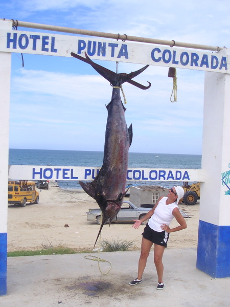 Marlin azul 252lbs, August 29, 2007