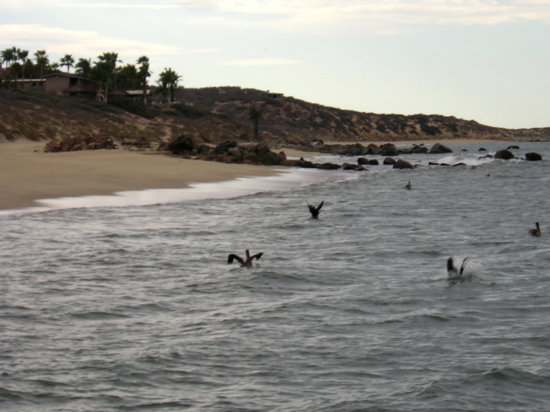 Pelicans fishing, August 30, 2007