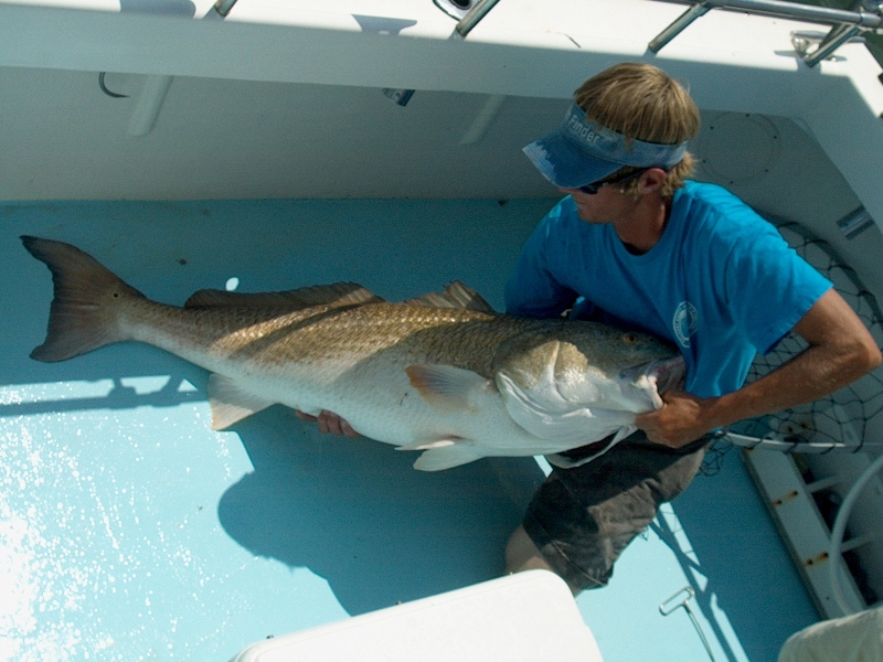 Fin Finder June 28, 2008 -- Andrew Wrestling Red Drum