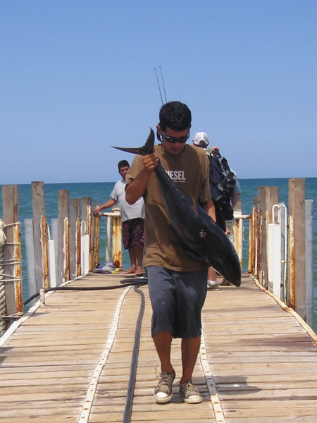Punta Colorada, July 21, 2008 -- Tuna