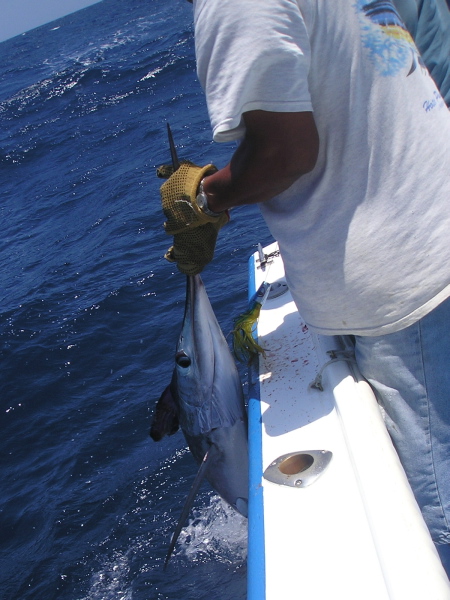 Punta Colorada, July 23, 2008 -- Jimmie's Marlin