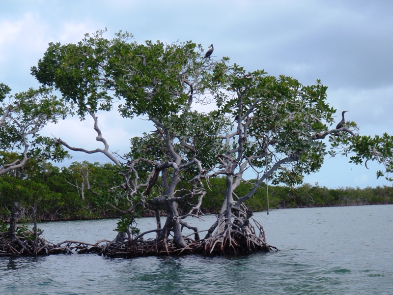 On the flats, Caye Caulker, February 20, 2011