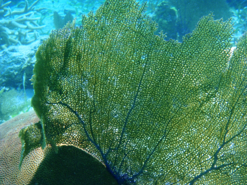 Seafan, Hol Chan Marine Reserve, February 25, 2011