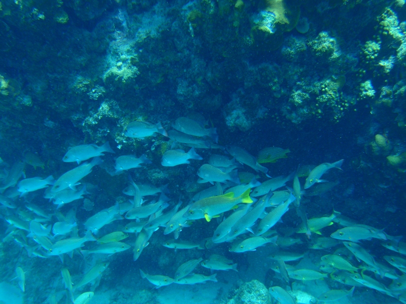 Yellowtail, Hol Chan Marine Reserve, February 25, 2011