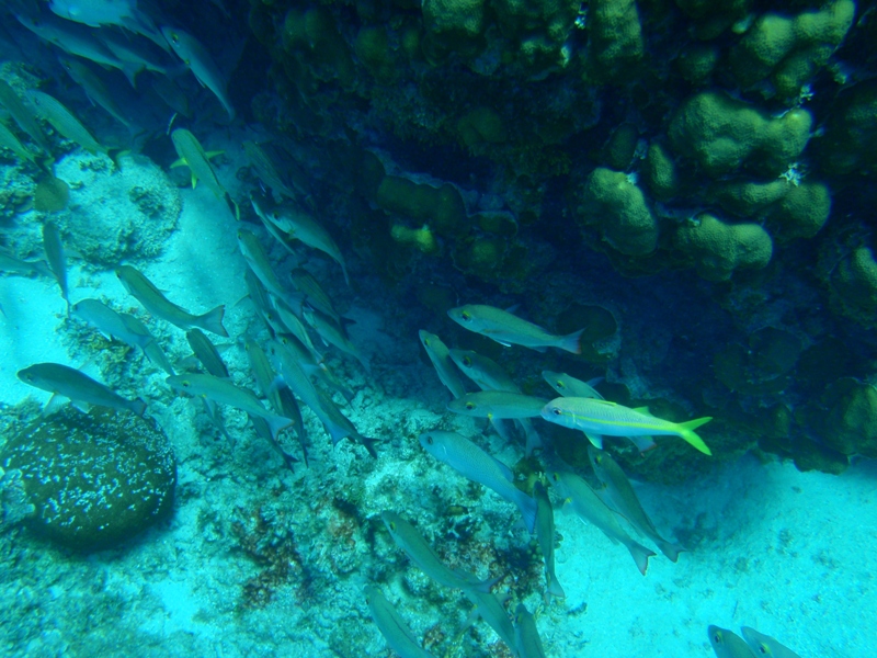 Yellowtail,  Hol Chan Marine Reserve, February 25, 2011