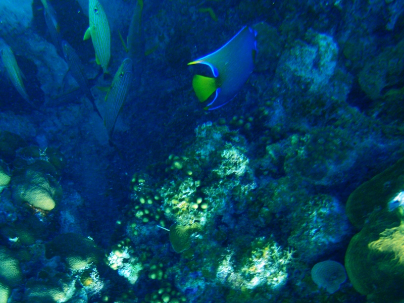 Blue ring amgel fish,  Hol Chan Marine Reserve, February 25, 2011