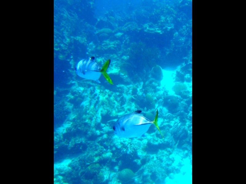 Yellowtail,  Hol Chan Marine Reserve, February 25, 2011