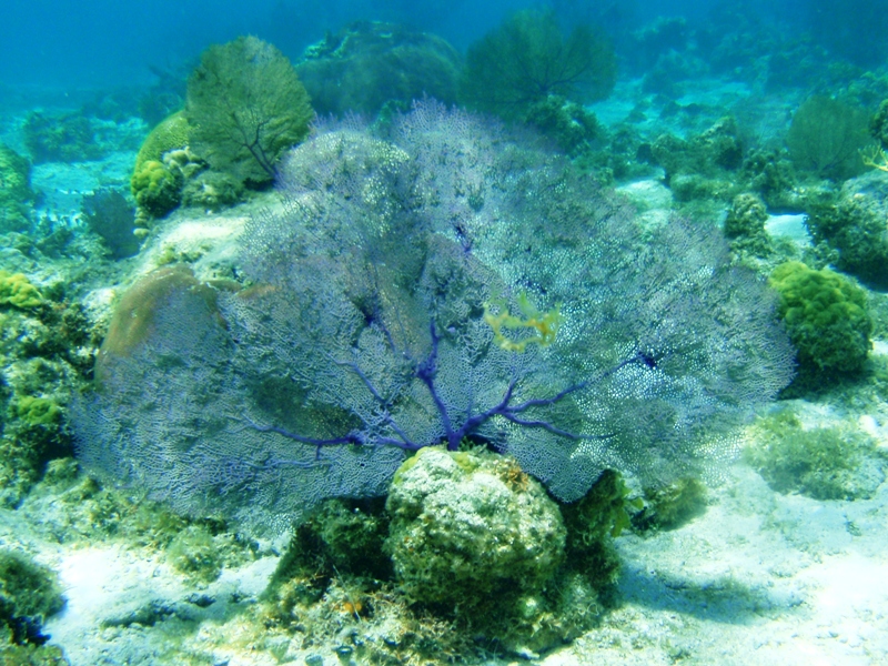 Seafans,  Hol Chan Marine Reserve, February 25, 2011<br/>