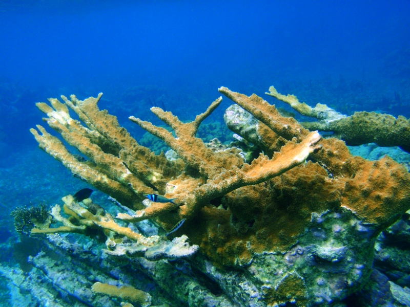  Hol Chan Marine Reserve, February 25, 2011