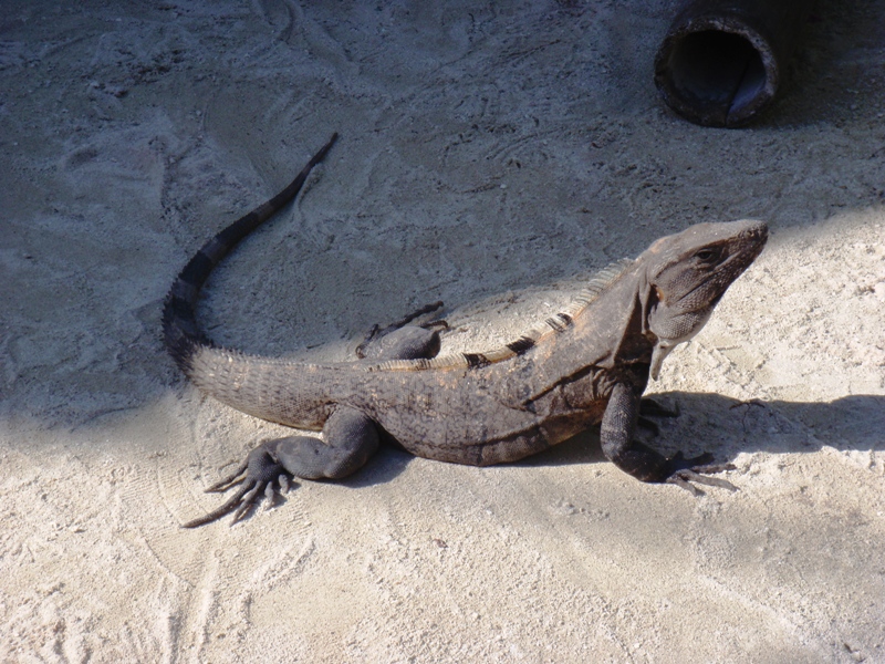 Caye Caulker, February 24, 2011