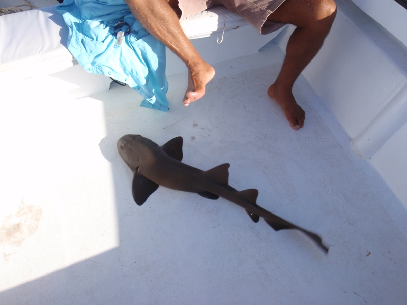 Nurse shark on the flats, Caye Caulker, February 22, 2011