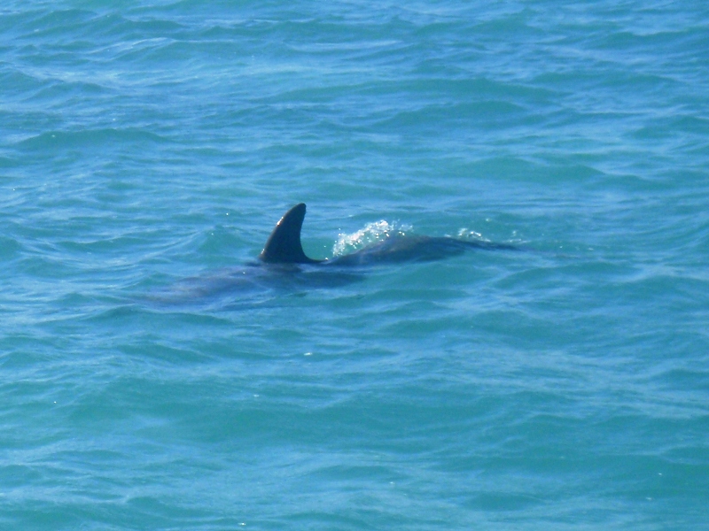 Porpoise, Caye Caulker, February 26, 2011