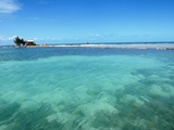 Bonefish, On the flats, Caye Caulker, February 20, 2011