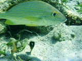 Grunt, Hol Chan Marine Reserve, February 25, 2011