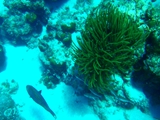 Yellowtail parrotfish,  Hol Chan Marine Reserve, February 25, 2011