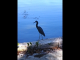 Caye Caulker, February 24, 2011