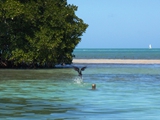 Loons on the flats, Caye Caulker, February 22, 2011