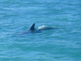 Porpoise, Caye Caulker, February 26, 2011