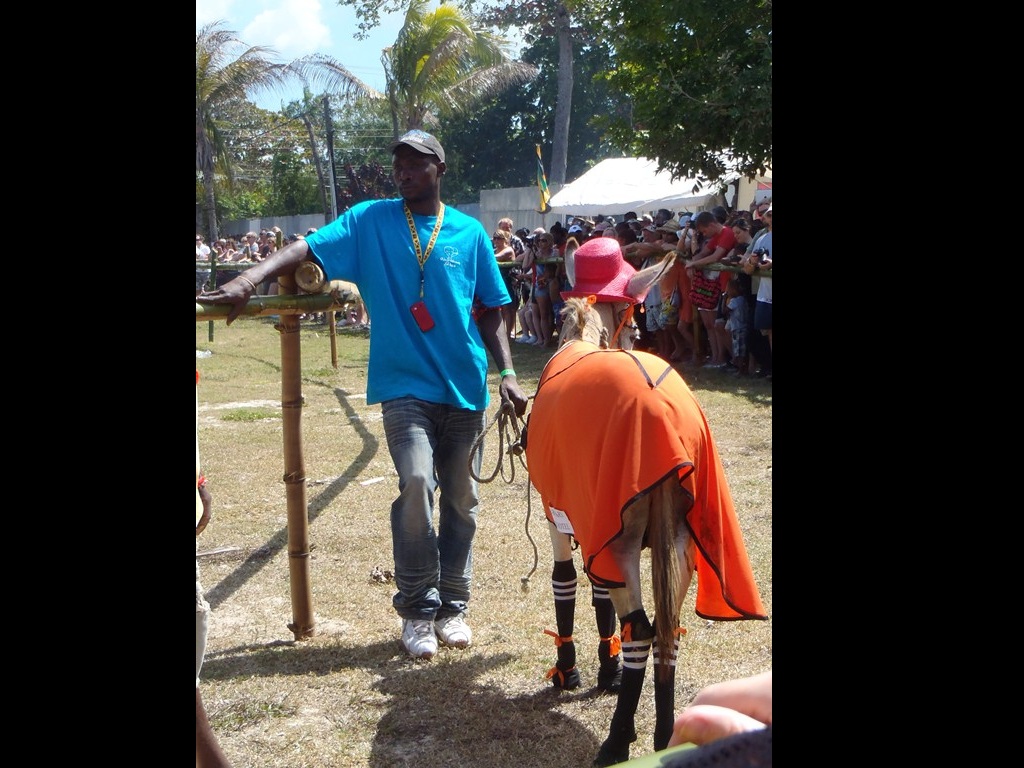 Donkey Races Negril February 10, 2013