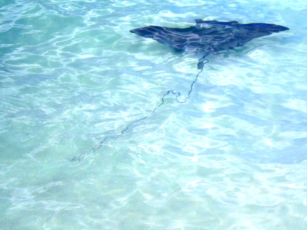 Ray Nirvana Beach Negril February 11, 2013