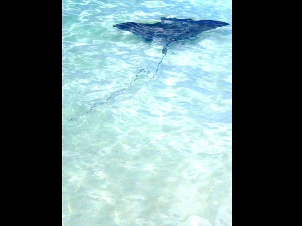 Ray Nirvana Beach Negril February 11, 2013