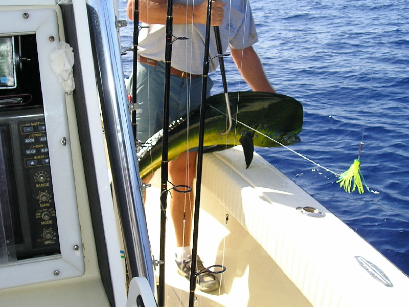 30-1/2lb Bull Dolfin, Jimmie July 14, 2004