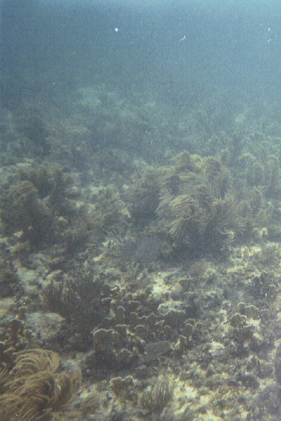 Searods & elkhorn coral, Hen & Chickens Reef, 07/18/04