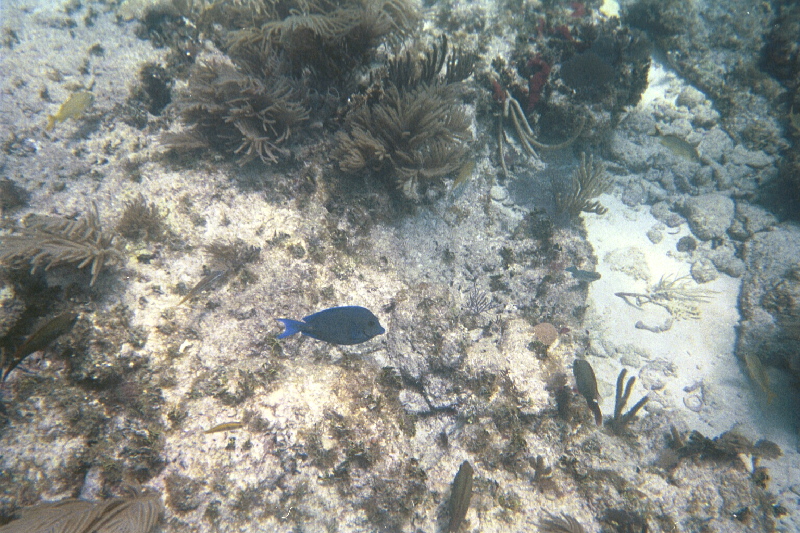 Blue Tang & yellow goatfish, Hen & Chickens Reef, 07/18/04<