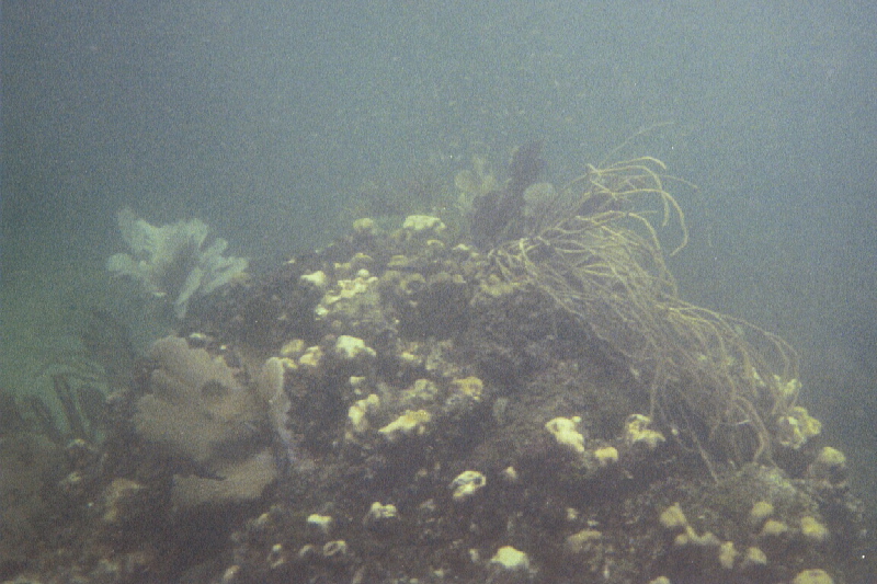 Searods, seafans & corals, Alligator Reef, 07/18/04